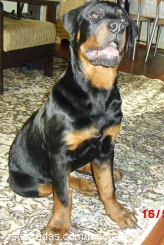 asİlll Erkek Rottweiler