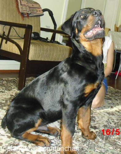 asİlll Erkek Rottweiler