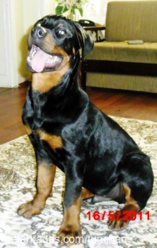 asİlll Erkek Rottweiler