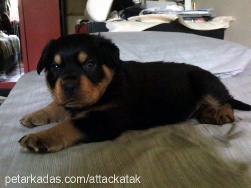 bulut Erkek Rottweiler