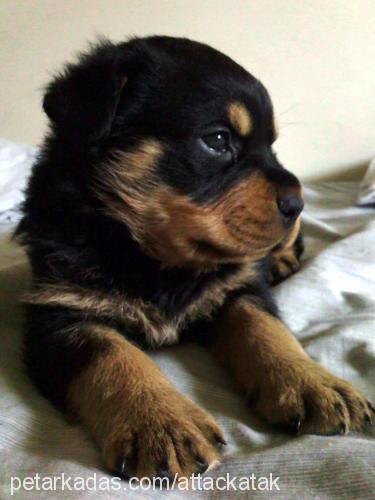 bulut Erkek Rottweiler