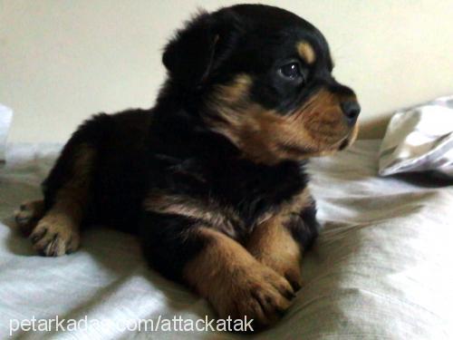 bulut Erkek Rottweiler