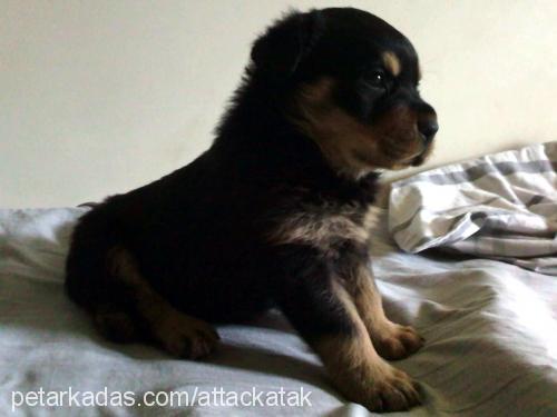 bulut Erkek Rottweiler