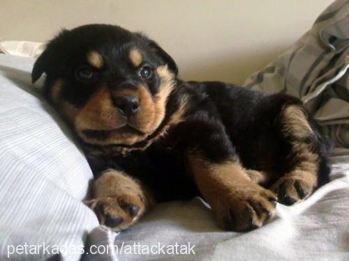 bulut Erkek Rottweiler