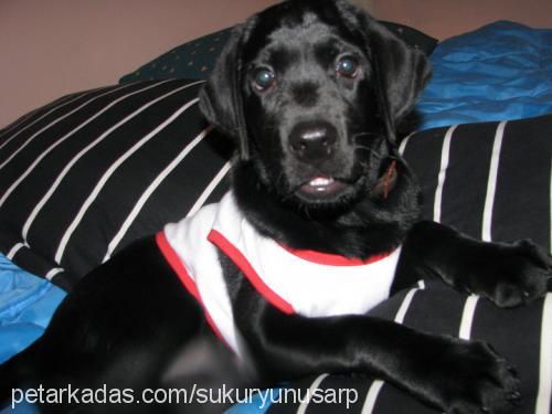 edo Erkek Labrador Retriever