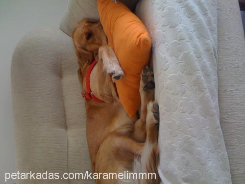 karamel Dişi Golden Retriever