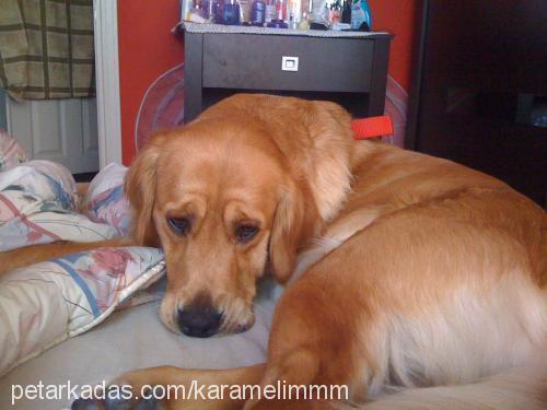 karamel Dişi Golden Retriever