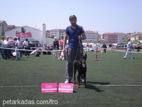 cassycrystal Dişi Doberman Pinscher