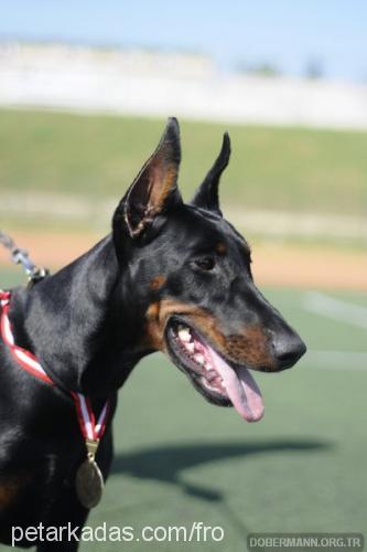 cassycrystal Dişi Doberman Pinscher