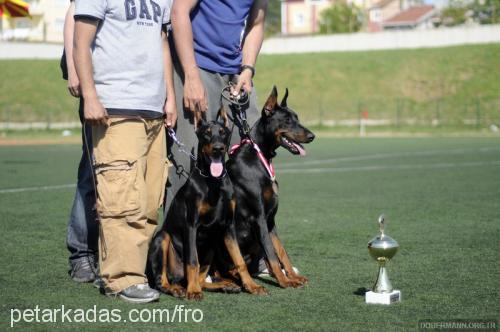 cassycrystal Dişi Doberman Pinscher