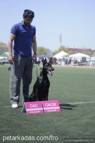 cassycrystal Dişi Doberman Pinscher