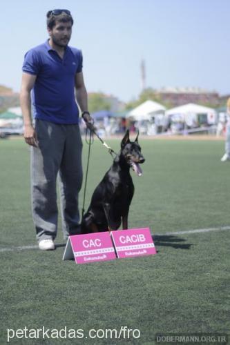 cassycrystal Dişi Doberman Pinscher