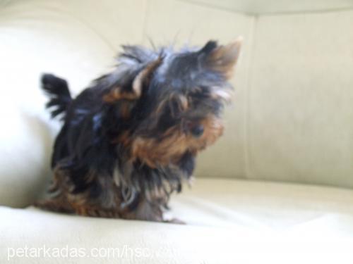 jonrambo Erkek Yorkshire Terrier