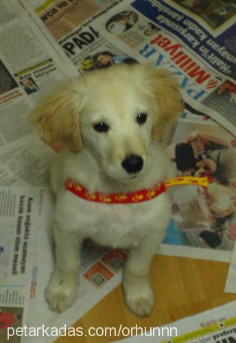 lily Dişi Golden Retriever