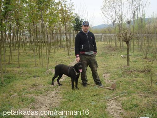 paris Dişi Mastiff