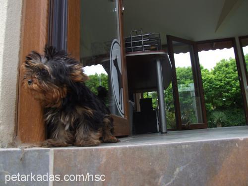 jonrambo Erkek Yorkshire Terrier