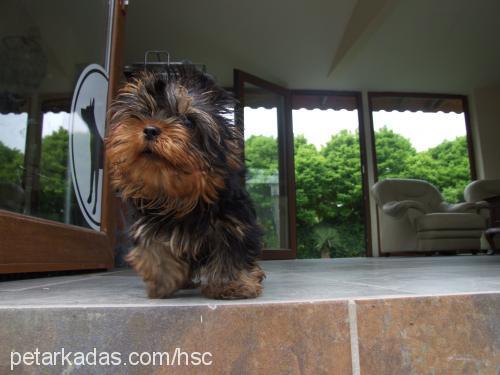 jonrambo Erkek Yorkshire Terrier