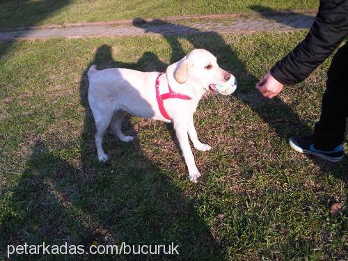 lucy Dişi Labrador Retriever