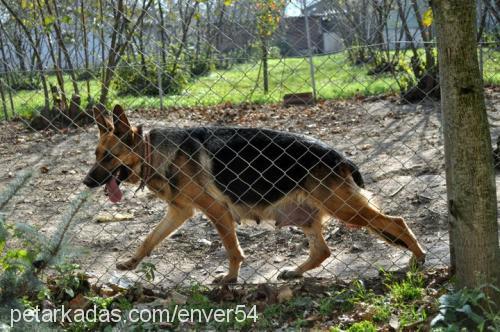 jessy Dişi Alman Çoban Köpeği