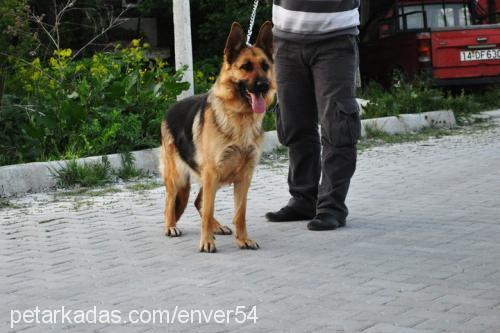 jessy Dişi Alman Çoban Köpeği