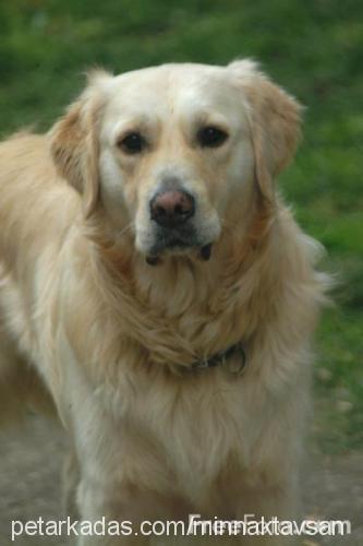 dewil Dişi Golden Retriever