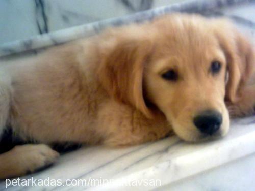 dewil Dişi Golden Retriever