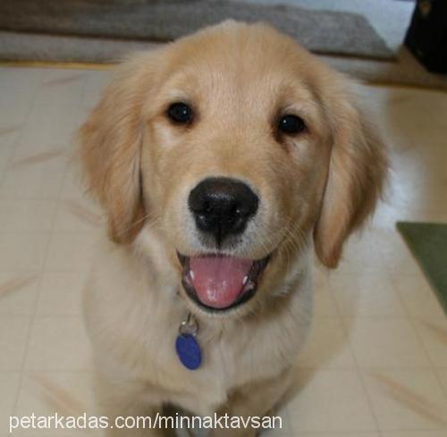 dewil Dişi Golden Retriever