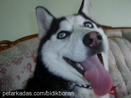 bıdık Erkek Sibirya Kurdu (Husky)