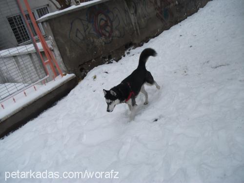 Şißa Dişi Sibirya Kurdu (Husky)