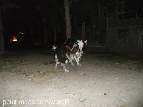 Şißa Dişi Sibirya Kurdu (Husky)