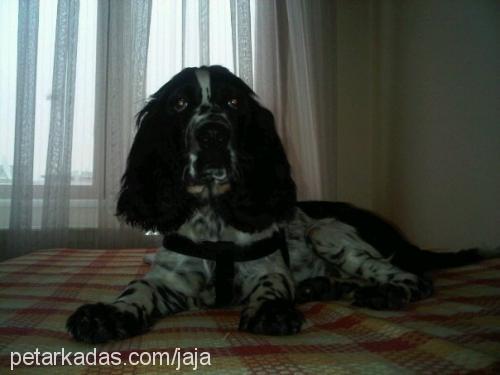 jaja Erkek İngiliz Springer Spaniel