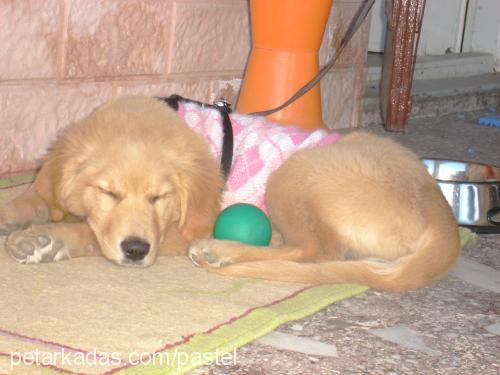 pastel Dişi Golden Retriever