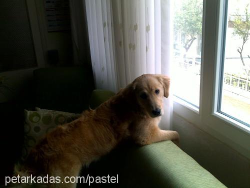 pastel Dişi Golden Retriever