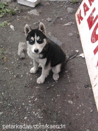 astra Dişi Sibirya Kurdu (Husky)