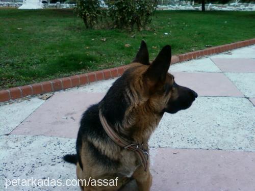 hera Dişi Alman Çoban Köpeği