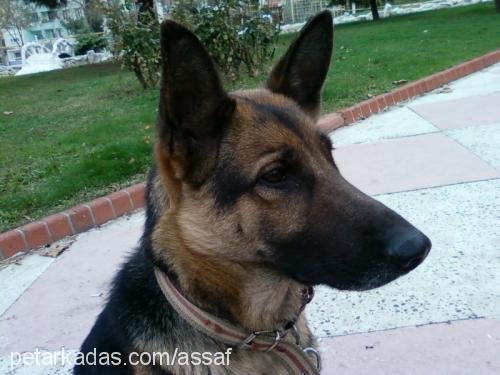 hera Dişi Alman Çoban Köpeği