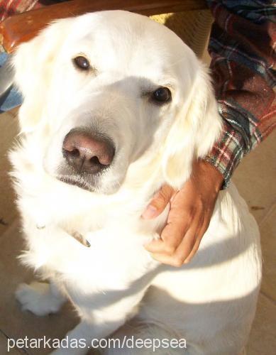 casper Dişi Golden Retriever