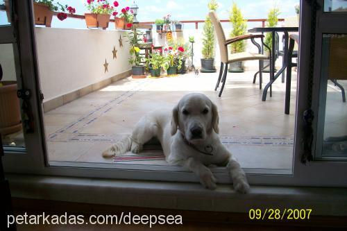 casper Dişi Golden Retriever