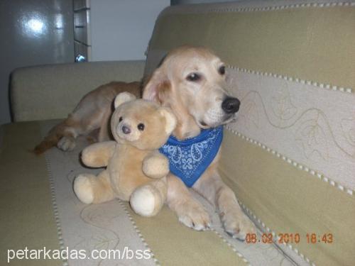 paşa Erkek Golden Retriever