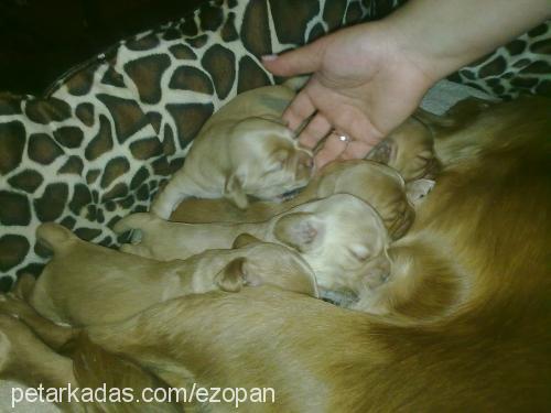 beŞİzler Erkek İngiliz Cocker Spaniel