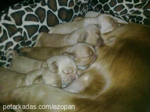 beŞİzler Erkek İngiliz Cocker Spaniel