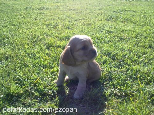 beŞİzler Erkek İngiliz Cocker Spaniel