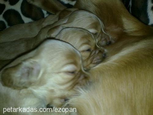 beŞİzler Erkek İngiliz Cocker Spaniel