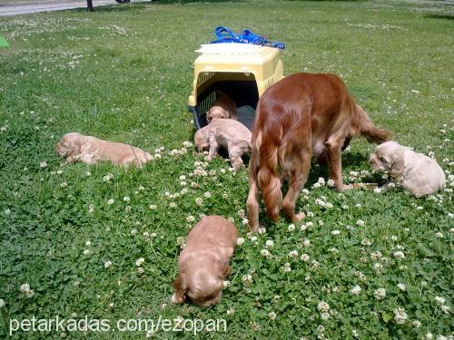 beŞİzler Erkek İngiliz Cocker Spaniel