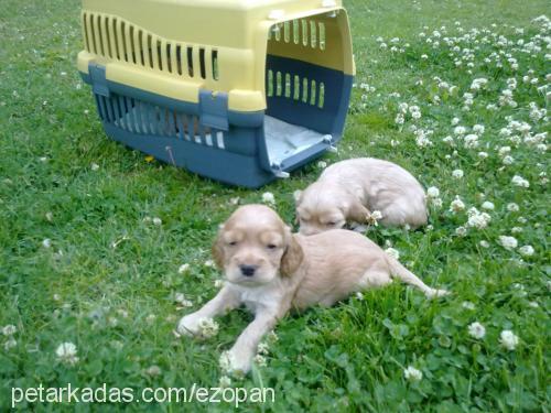 beŞİzler Erkek İngiliz Cocker Spaniel