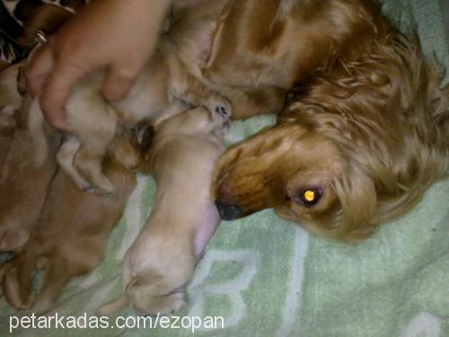 beŞİzler Erkek İngiliz Cocker Spaniel