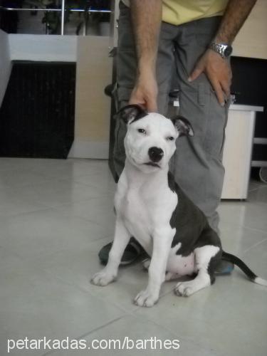 bulut Erkek Amerikan Staffordshire Terrier