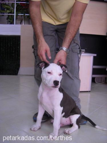 bulut Erkek Amerikan Staffordshire Terrier