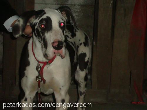 carmen Dişi Great Dane (Danua)