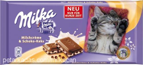 milka Dişi Tekir Kedi